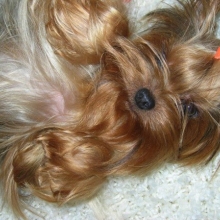 YORKSHIRE TERRIER MINIATURA CALIDAD SHOW OFRECE BULLFER KENNEL CRIADERO 25 AÑOS 