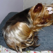 YORKSHIRE TERRIER MINIATURA CALIDAD SHOW OFRECE BULLFER KENNEL CRIADERO 25 AÑOS 