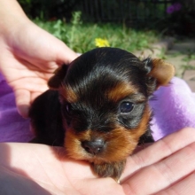 YORKSHIRE TERRIER MINIATURA CALIDAD SHOW OFRECE BULLFER KENNEL CRIADERO 25 AÑOS 