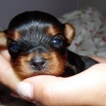 YORKSHIRE TERRIER MINIATURA CALIDAD SHOW OFRECE BULLFER KENNEL CRIADERO 25 AÑOS 