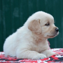 GOLDEN RETRIEVER COLOR ORO - MADRE REGISTRADA - ENVIOS - ENTREGA INMEDIATA PAGO CONTRA ENTREGA