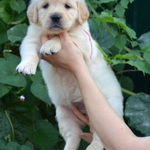 GOLDEN RETRIEVER COLOR ORO - MADRE REGISTRADA - ENVIOS - ENTREGA INMEDIATA PAGO CONTRA ENTREGA