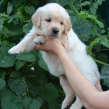 GOLDEN RETRIEVER COLOR ORO - MADRE REGISTRADA - ENVIOS - ENTREGA INMEDIATA PAGO CONTRA ENTREGA