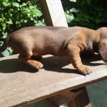 TECKEL - DACHSHUND - SALCHICHA MINIATURA - VENTA CACHORROS PUROS CERTIFICADOS - ENTREGA INMEDIATA BOGOTA - ENVIOS 
