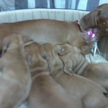 TECKEL - DACHSHUND - SALCHICHA MINIATURA - VENTA CACHORROS PUROS CERTIFICADOS - ENTREGA INMEDIATA BOGOTA - ENVIOS 