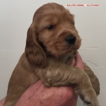 COCKER SPANIEL INGLES  CARAMELO Y RUANO - RAZA PURA MARCA BULLFER KENNEL - ENVIOS