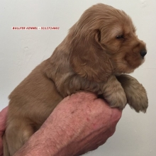 COCKER SPANIEL INGLES  CARAMELO Y RUANO - RAZA PURA MARCA BULLFER KENNEL - ENVIOS