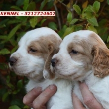 COCKER SPANIEL INGLES  CARAMELO Y RUANO - RAZA PURA MARCA BULLFER KENNEL - ENVIOS
