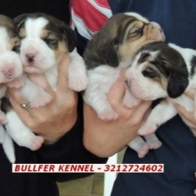 BEAGLE TRICOLOR Y LIMON PURA SANGRE -  VENTA CACHORROS RAZA PURA MARCA BULLFER KENNEL