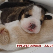 BEAGLE TRICOLOR Y LIMON PURA SANGRE -  VENTA CACHORROS RAZA PURA MARCA BULLFER KENNEL
