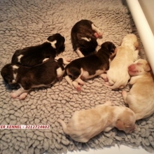 BEAGLE TRICOLOR Y LIMON PURA SANGRE -  VENTA CACHORROS RAZA PURA MARCA BULLFER KENNEL