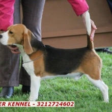 BEAGLE TRICOLOR Y LIMON PURA SANGRE -  VENTA CACHORROS RAZA PURA MARCA BULLFER KENNEL
