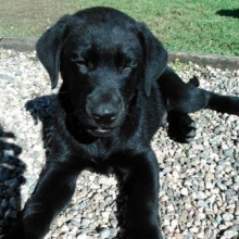 LABRADOR RETRIEVER NEGRO SOLIDO - RAZA PURA - CALIDAD SHOW