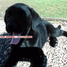 LABRADOR RETRIEVER NEGRO SOLIDO - RAZA PURA - CALIDAD SHOW