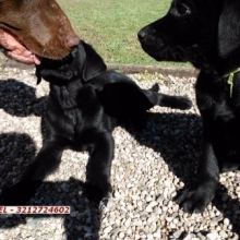 LABRADOR RETRIEVER NEGRO SOLIDO - RAZA PURA - CALIDAD SHOW