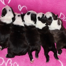 SALUDABLES CACHORROS BOSTON TERRIER CERTIFICADOS EN RAZA Y SALUD.