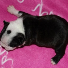 SALUDABLES CACHORROS BOSTON TERRIER CERTIFICADOS EN RAZA Y SALUD.