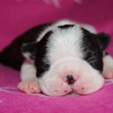 SALUDABLES CACHORROS BOSTON TERRIER CERTIFICADOS EN RAZA Y SALUD.