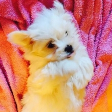 perros miniatura maltes criadero colombia venta