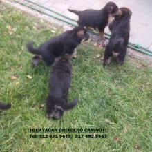 CACHORROS PASTOR ALEMAN GARANTIA DE RAZA, SALUDABLES LINEA ALEMAN 3123719675