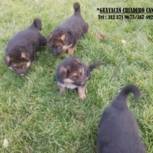 CACHORROS PASTOR ALEMAN GARANTIA DE RAZA, SALUDABLES LINEA ALEMAN 3123719675
