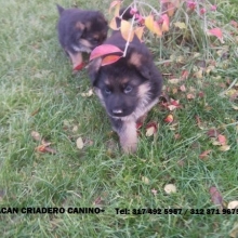 CACHORROS PASTOR ALEMAN GARANTIA DE RAZA, SALUDABLES LINEA ALEMAN 3123719675