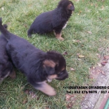 CACHORROS PASTOR ALEMAN GARANTIA DE RAZA, SALUDABLES LINEA ALEMAN 3123719675
