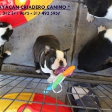 CACHORROS BOSTON TERRIER GARANTIA DE RAZA, SALUDABLES, LISTOS PARA ENTREGA.