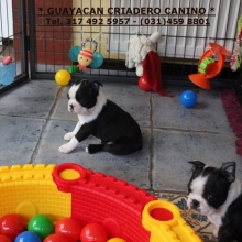 CACHORROS BOSTON TERRIER GARANTIA DE RAZA, SALUDABLES, LISTOS PARA ENTREGA.