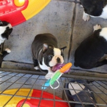 CACHORROS BOSTON TERRIER GARANTIA DE RAZA, SALUDABLES, LISTOS PARA ENTREGA.