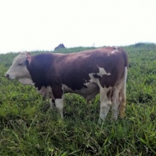 Venta de toro simental 18 meses de edad