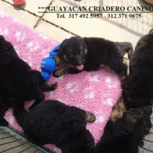 PERFECTOS CACHORROS PASTOR ALEMAN 100%GARANTIZADOS SALUDABLES.