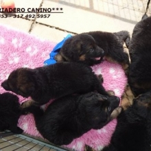 PERFECTOS CACHORROS PASTOR ALEMAN 100%GARANTIZADOS SALUDABLES.