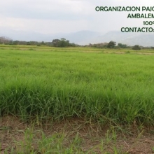 VENTA HENO 100% PANGOLA
