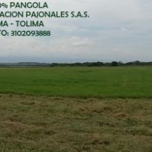 VENTA HENO 100% PANGOLA