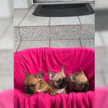  Bulldog Francés. Cachorros pura raza