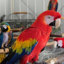Niños loros y loro huevos para la venta. 