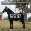 Imagen de Criadero Maguare Imagen de Criadero Maguare